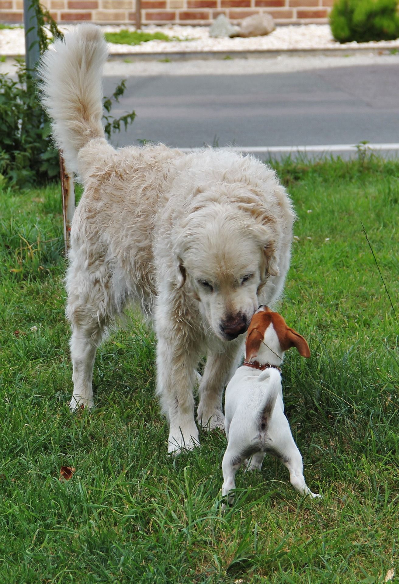 Bellen Die besten Tipps zum Abgewöhnen www.deinhundetraining.de