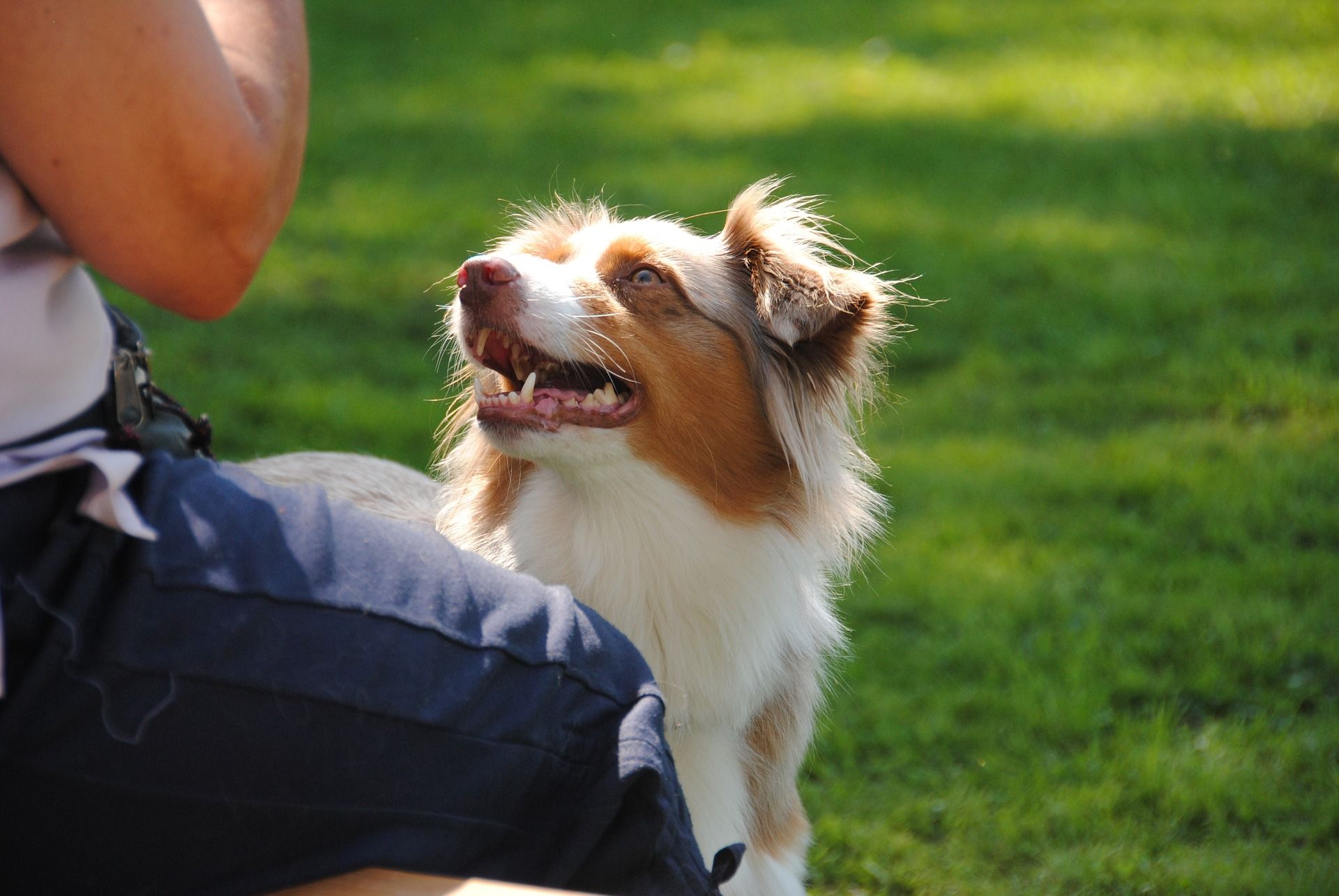 Bellen Die besten Tipps zum Abgewöhnen www.deinhundetraining.de