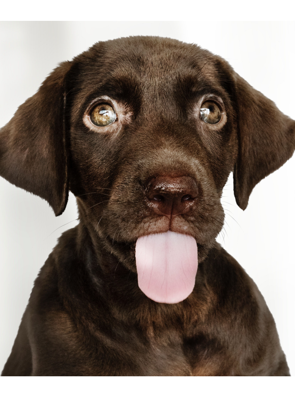 www.dein-hunde-training.de
