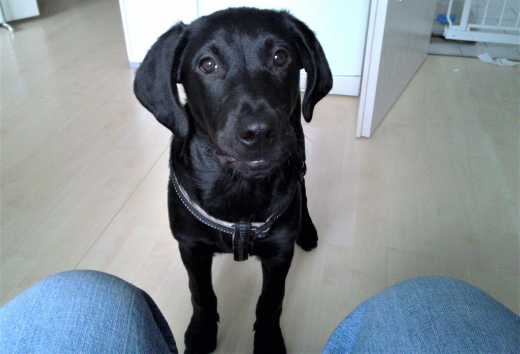 Hund erziehen die 3 größten Fehler www.deinhundetraining.de