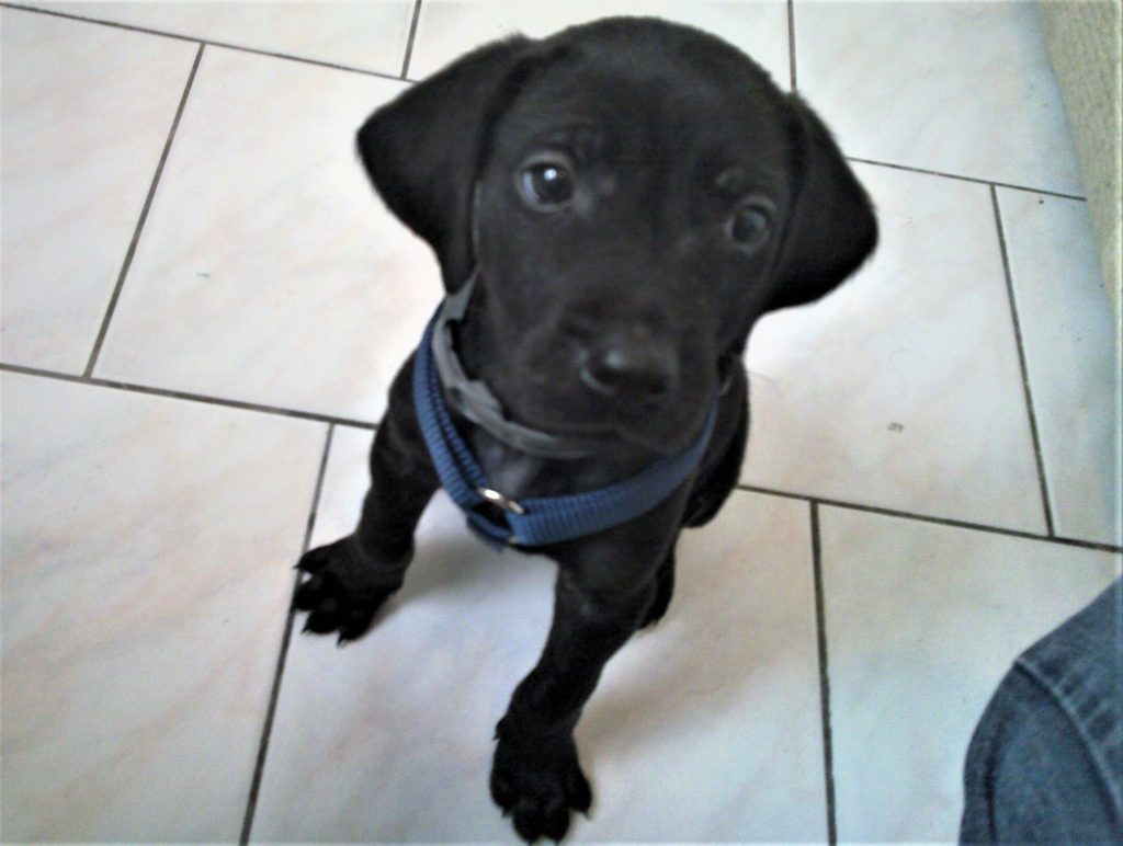 Hund erziehen die 3 größten Fehler www.deinhundetraining.de